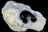 Spine-On-Spine Koneprusia Trilobite - Very Special Prep! #77599-3